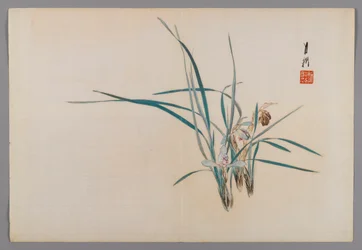 Orchidee, pagina d